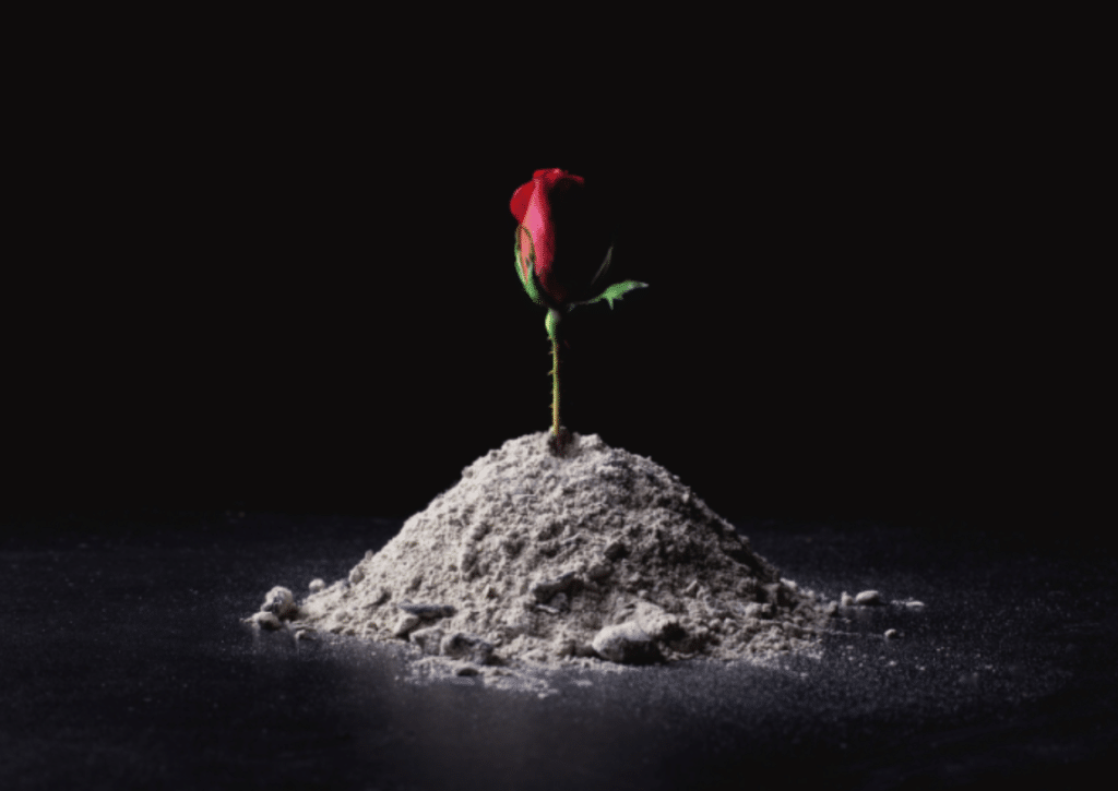 Red rose with sand
