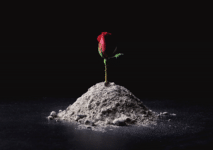Red rose with sand