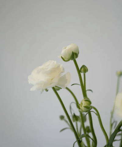 What is an obituary