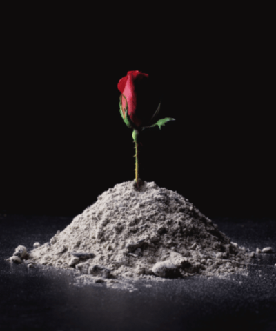 Red rose with sand